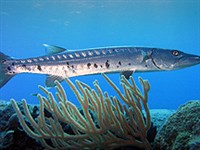 БОЛЬШАЯ БАРРАКУДА (Sphyraena barracuda)