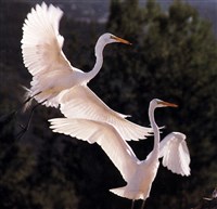 БОЛЬШАЯ БЕЛАЯ ЦАПЛЯ