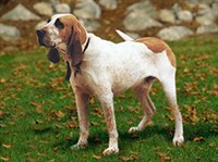 БОЛЬШАЯ ДРЕВЕСНАЯ ГОНЧАЯ