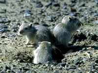 БОЛЬШАЯ ПЕСЧАНКА