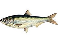 БОЛЬШЕГЛАЗЫЙ ПУЗАНОК (рисунок)