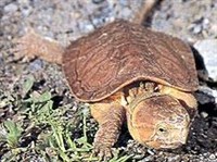 БОЛЬШЕГОЛОВАЯ ЧЕРЕПАХА (Platysternon megacephalum vogeli)