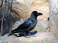 БОЛЬШЕКЛЮВАЯ ВОРОНА