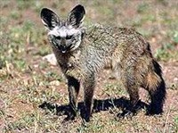 БОЛЬШЕУХАЯ ЛИСИЦА (Otocyon megalotis)