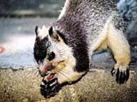 БОЛЬШЕХВОСТАЯ РАТУФА (Ratufa macroura)