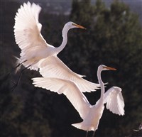 БОЛЬШИЕ БЕЛЫЕ ЦАПЛИ в полете