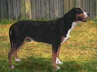 БОЛЬШОЙ ЗЕННЕНХУНД