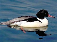 БОЛЬШОЙ КРОХАЛЬ 1 (самец)