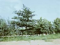 БОМБАКСОВЫЕ