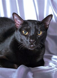 БОМБЕЙСКАЯ КОШКА