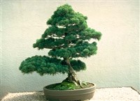 БОНСАЙ (сосна)