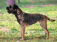 БОРДЕР-ТЕРЬЕР