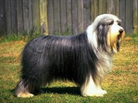 БОРОДАТАЯ КОЛЛИ 1