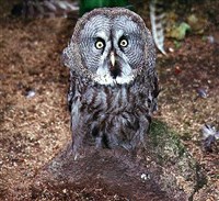 БОРОДАТАЯ НЕЯСЫТЬ