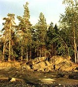 БОР (сосновый лес)