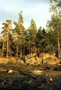 БОР (сосновый лес)