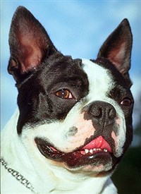 БОСТОН-ТЕРЬЕР