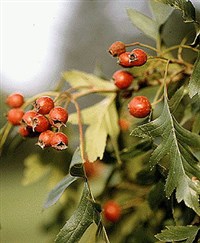 БОЯРЫШНИК КРОВАВО-КРАСНЫЙ