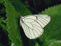 БОЯРЫШНИЦА