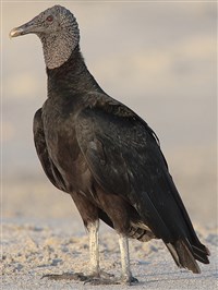 БРАЗИЛЬСКИЙ ГРИФ-УРУБУ (Coragyps atratus brasiliensis)