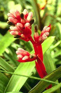 БРОМЕЛИЕВЫЕ (соцветие эхмеи)