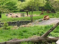 БРОНКСКИЙ ЗООПАРК (панорама)