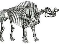 БРОНТОТЕРИЙ (скелет)