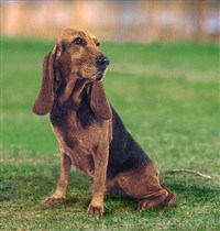 БРУНО-ДЕ-ЮРА