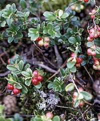 БРУСНика ОБЫКНОВЕННАЯ