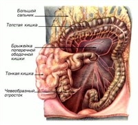 БРЮШНАЯ ПОЛОСТЬ (схема)