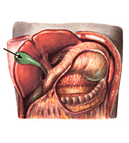 БРЮШНАЯ ПОЛОСТЬ В РАЗРЕЗЕ, ЖЕЛЧНЫЙ ПУЗЫРЬ