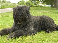 БУВЬЕ (фландрский бувье)