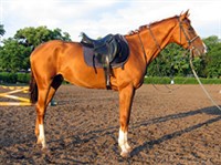 БУДЕННОВСКАЯ ПОРОДА