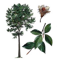 БУК (бук лесной)