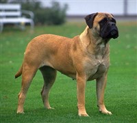 БУЛЬМАСТИФ