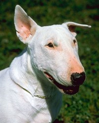 БУЛЬТЕРЬЕР (белый)