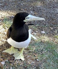 БУРАЯ ОЛУША