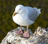 БУРГОМИСТР (на скале)