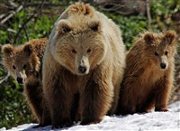 БУРЫЙ МЕДВЕДЬ (Кроноцкий заповедник)