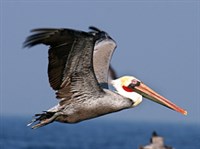 БУРЫЙ ПЕЛИКАН