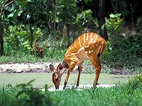 БУШБОК (самка)