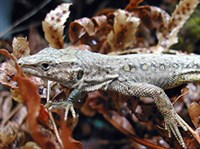 БЫСТРАЯ ЯЩУРКА