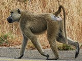 Бабуин (на дороге)