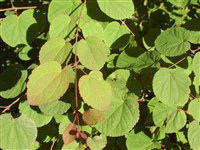 Багрянник японский – Cercidiphyllum japonicum Sieb.et Zucc. (1)