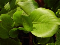 Бадан Стреча – Bergenia stracheyi (Hook.f.Thoms.) Eng.