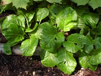 Бадан реснитчатый – Bergenia ciliata (Haw.) Sternb.