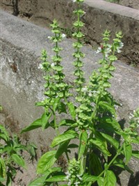 Базилик душистый, обыкновенный – Ocimum basilicum L.