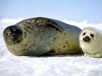 Байкальская нерпа