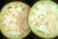 Баклажан (1)