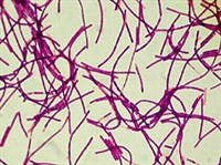 Бактерии (фирмибактерия)